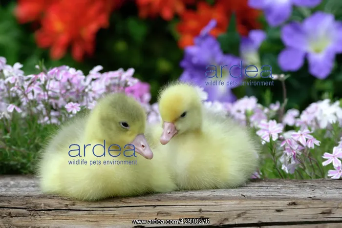 : Emden Goose - two goslings sitting together in garden : Emden Goose - two goslings sitting together in garden