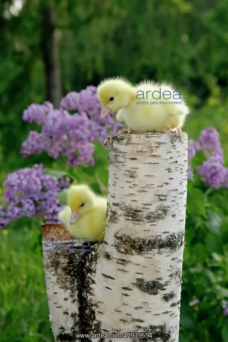 : Emden Gooslings, two sitting on tree stump in front : Emden Gooslings, two sitting on tree stump in front