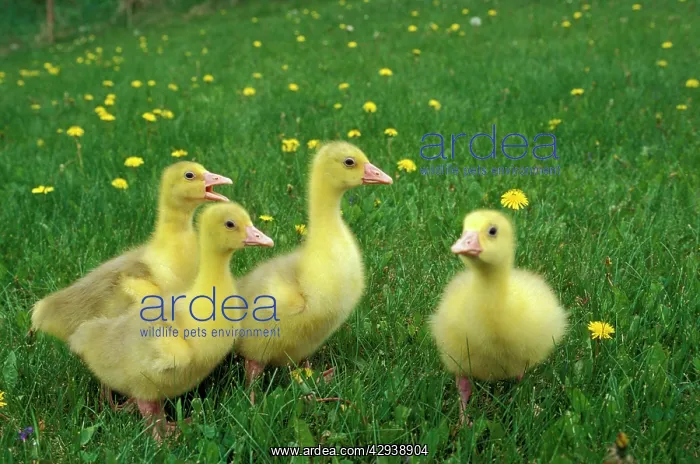 : Emden Gosling chicks, four together in meadow : Emden Gosling chicks, four together in meadow