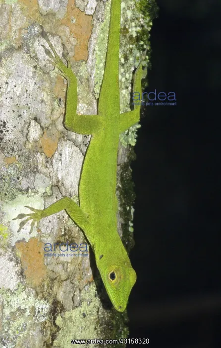  : Emerald anole