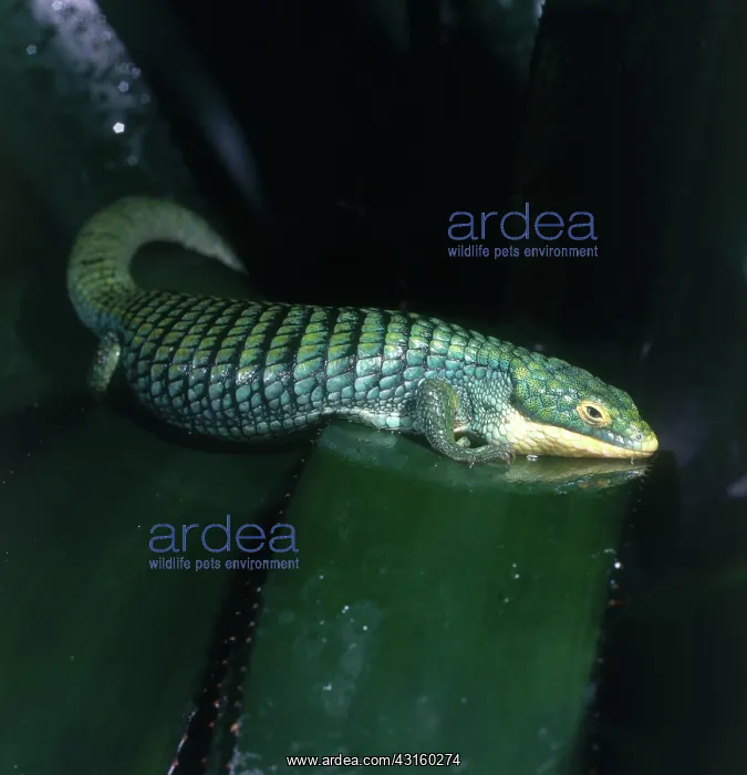 : Emerald Arboreal Alligator : Emerald Arboreal Alligator