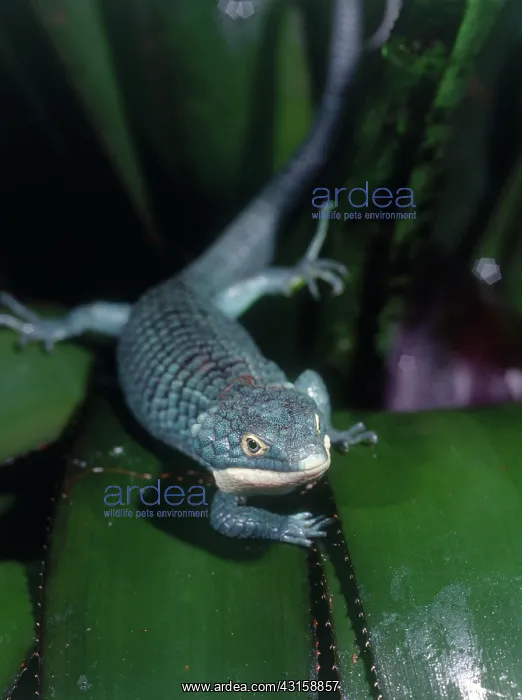  : Emerald Arboreal Alligator Lizard