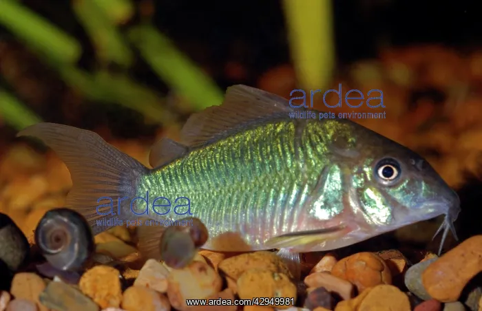 : Emerald Catfish / Brochus : Emerald Catfish / Brochus