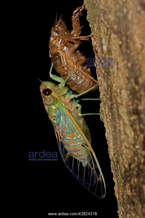 : Emerald Cicada : Emerald Cicada