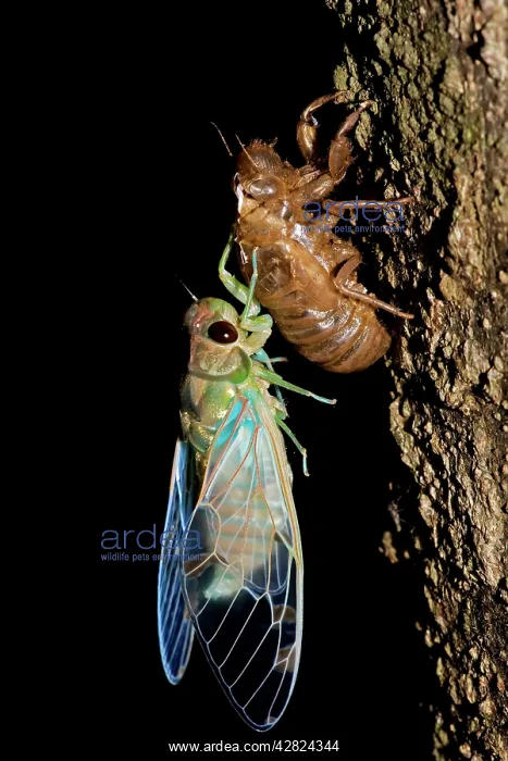 : Emerald Cicada : Emerald Cicada