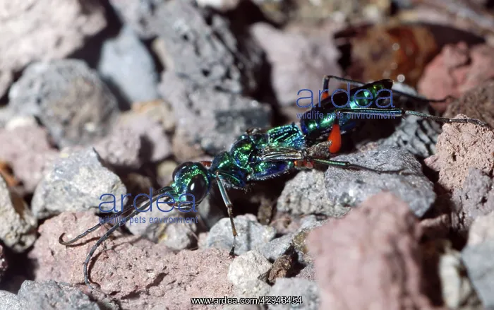 : Emerald Cockroach Wasp / Jewel Wasp: a parasitoid : Emerald Cockroach Wasp / Jewel Wasp: a parasitoid