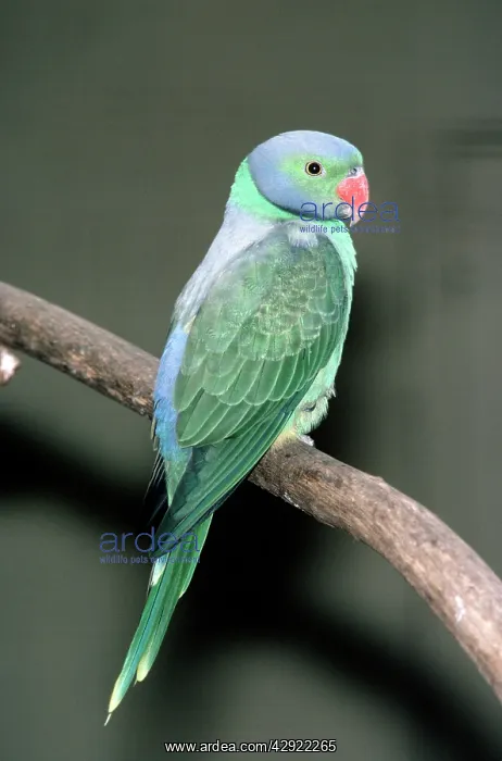 : Emerald Collared Parakeet : Emerald Collared Parakeet