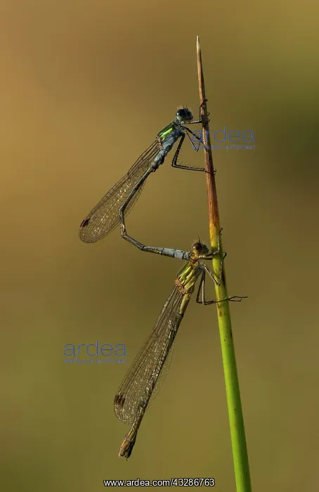 : Emerald Damselflies - male and female in tandem : Emerald Damselflies - male and female in tandem