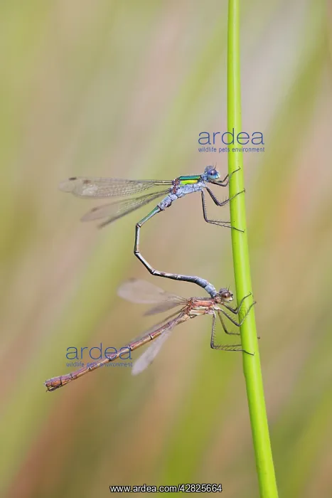 : Emerald Damselflies - paired : Emerald Damselflies - paired
