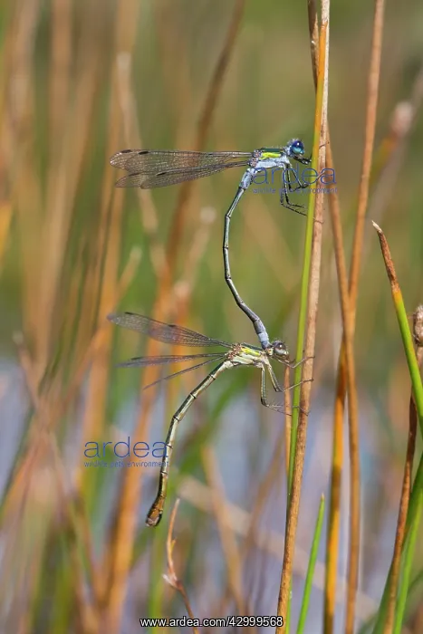 : Emerald Damselflies - Paired : Emerald Damselflies - Paired