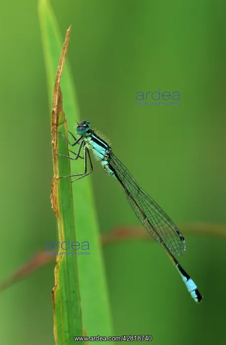 : Emerald Damselfly : Emerald Damselfly