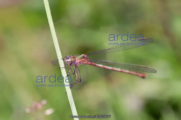 : Emerald Damselfly : Emerald Damselfly