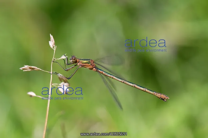 : Emerald Damselfly : Emerald Damselfly