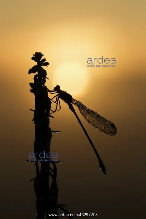 : Emerald - damselfly covered in early morning dew : Emerald - damselfly covered in early morning dew