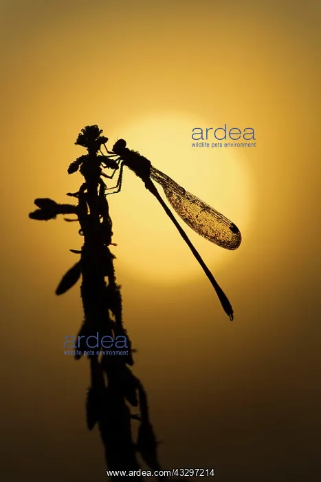  : Emerald - damselfly covered in early morning dew