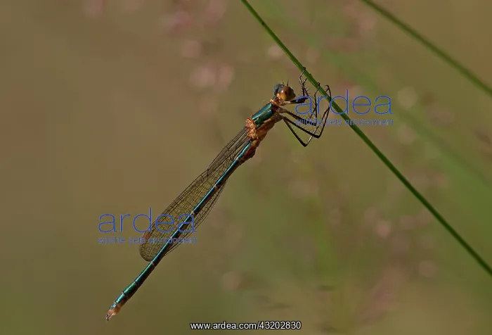 : Emerald Damselfly - female - resting on grass stem - July : Emerald Damselfly - female - resting on grass stem - July