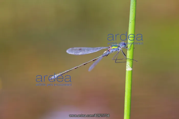 : Emerald Damselfly - male : Emerald Damselfly - male