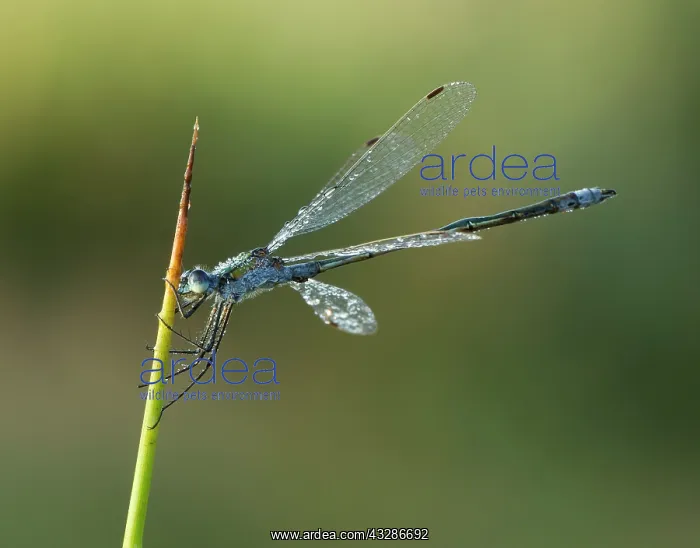: Emerald Damselfly - male resting on reed stem in : Emerald Damselfly - male resting on reed stem in
