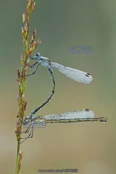 : Emerald Damselfly - paired up and resting on grass : Emerald Damselfly - paired up and resting on grass