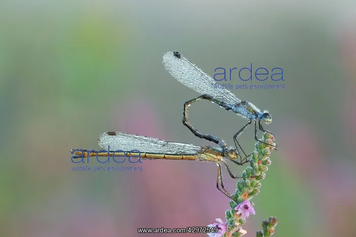 : Emerald Damselfly - paired up and resting on Heather : Emerald Damselfly - paired up and resting on Heather