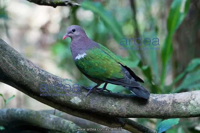 : Emerald Dove : Emerald Dove