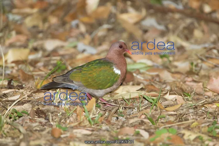 : Emerald Dove : Emerald Dove