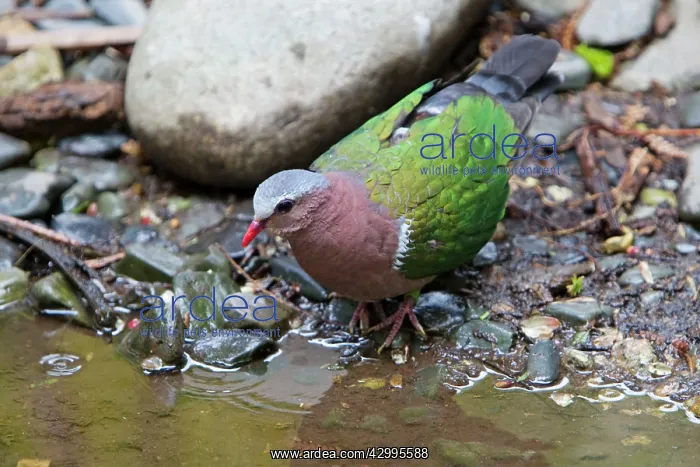  : Emerald Dove