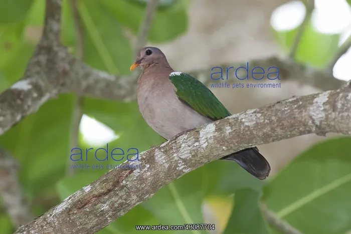 : Emerald Dove : Emerald Dove