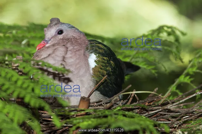  : Emerald Dove