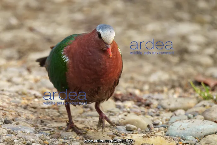 : Emerald Dove : Emerald Dove