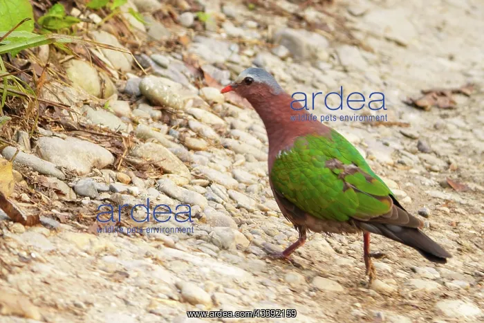 : Emerald Dove : Emerald Dove