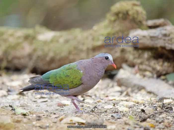 : Emerald Dove Chalcophaps indica Sabah, Malaysia : Emerald Dove Chalcophaps indica Sabah, Malaysia
