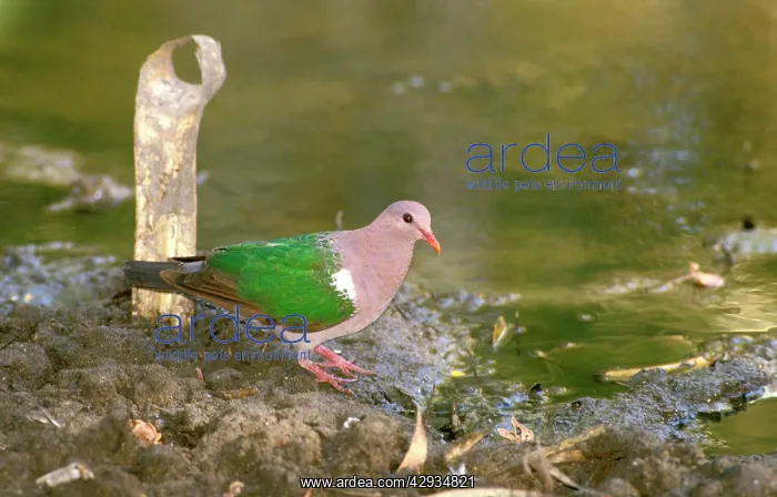: Emerald dove (Green-winged pigeon) : Emerald dove (Green-winged pigeon)