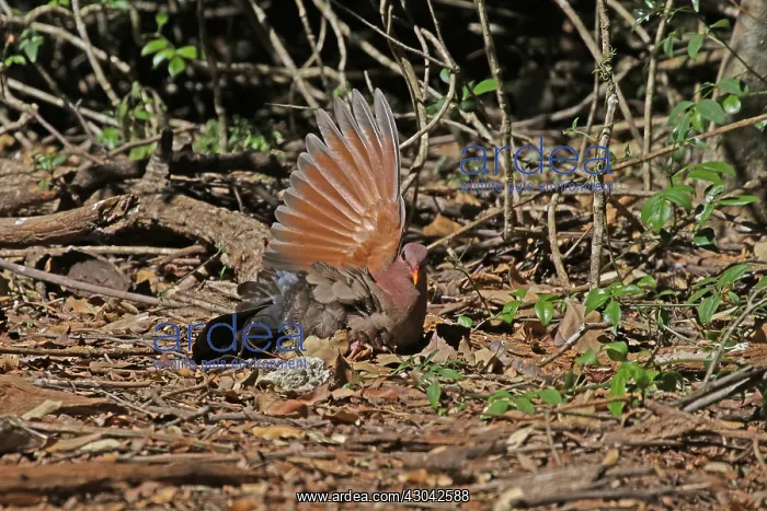 : Emerald Dove, male, in Queensland, Australia : Emerald Dove, male, in Queensland, Australia