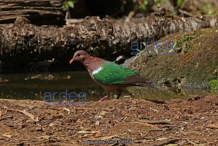 : Emerald Dove, male, in Queensland, Australia : Emerald Dove, male, in Queensland, Australia