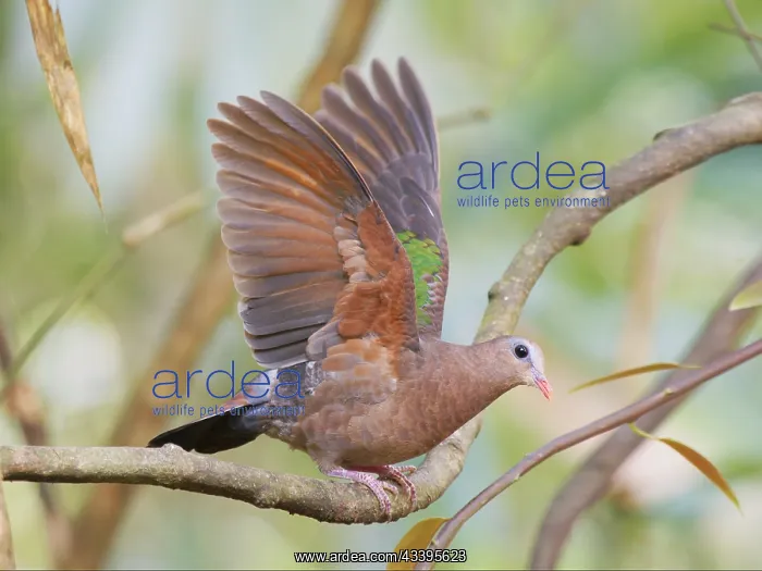 : Emerald Dove take off Chalcophaps indica Sabah : Emerald Dove take off Chalcophaps indica Sabah