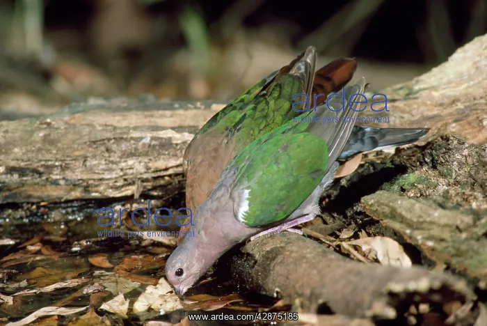 : Emerald Dove - pair, male in front : Emerald Dove - pair, male in front