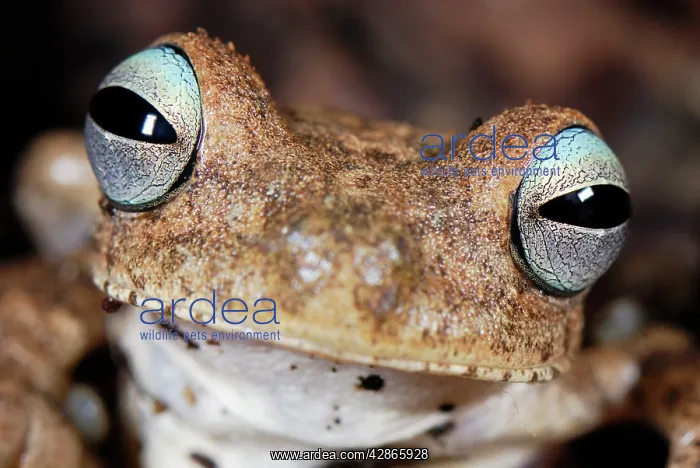 : Emerald-eyed Treefrog / Rattle-voiced Treefrog : Emerald-eyed Treefrog / Rattle-voiced Treefrog