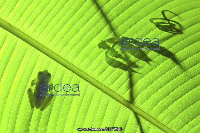 : An emerald glass frog on a Calathea leaf with vine tendril silhouette : An emerald glass frog on a Calathea leaf with vine tendril silhouette
