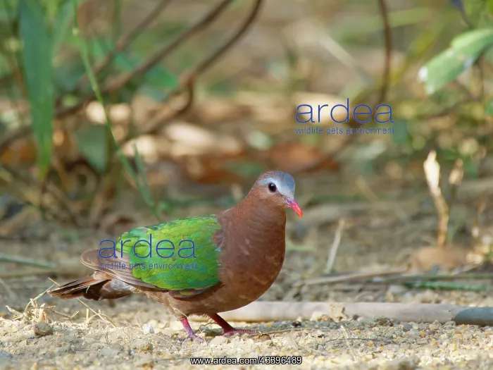 : Emerald Ground Dove Chalcophaps indica Da Lat, Vietnam : Emerald Ground Dove Chalcophaps indica Da Lat, Vietnam