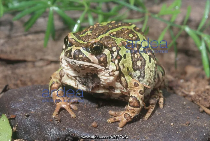 : Emerald Hopper : Emerald Hopper