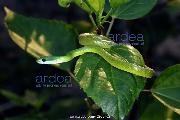 : Emerald Palmsnake : Emerald Palmsnake