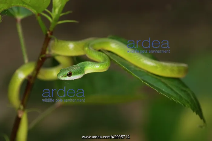 : Emerald Palmsnake : Emerald Palmsnake
