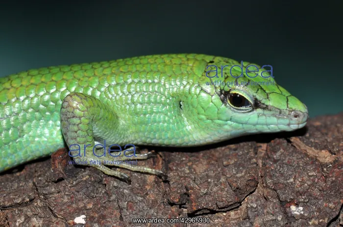 : Emerald Skink : Emerald Skink