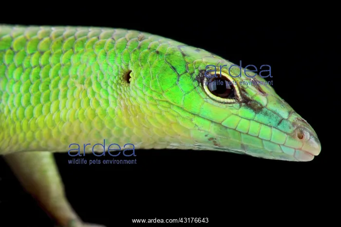 : Emerald Skink (Lamprolepis smaragdina), Papua New : Emerald Skink (Lamprolepis smaragdina), Papua New