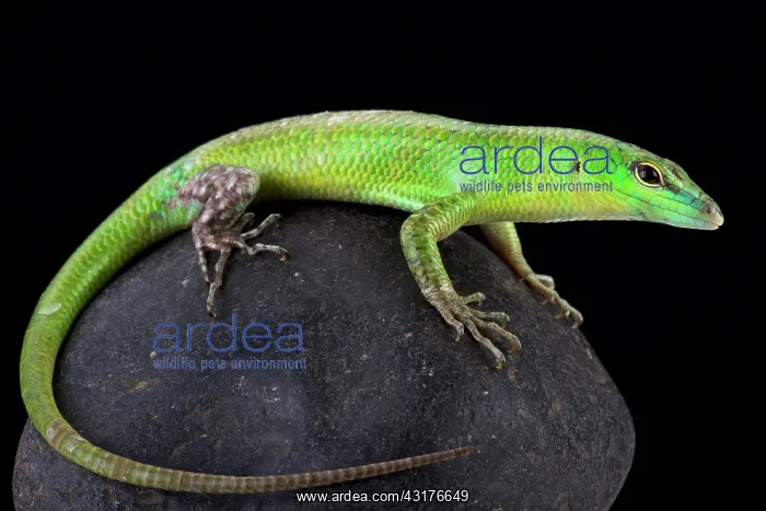  : Emerald Skink (Lamprolepis smaragdina), Papua New