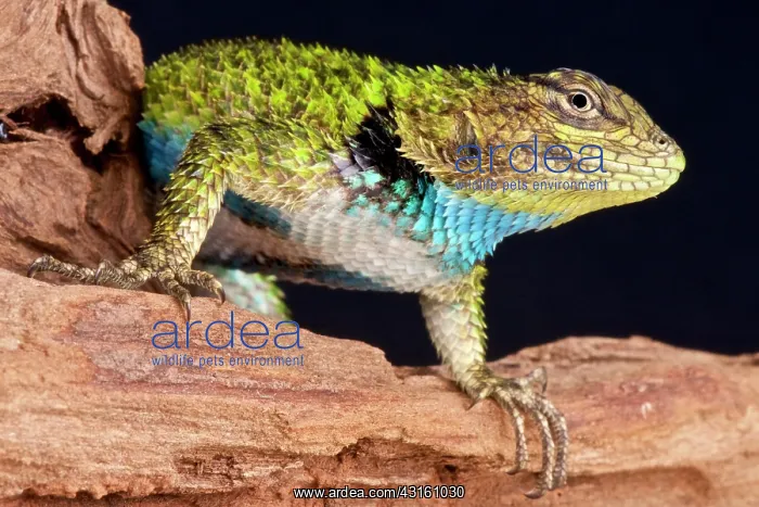 : Emerald spiny lizard (Sceloporus malachiticus) : Emerald spiny lizard (Sceloporus malachiticus)