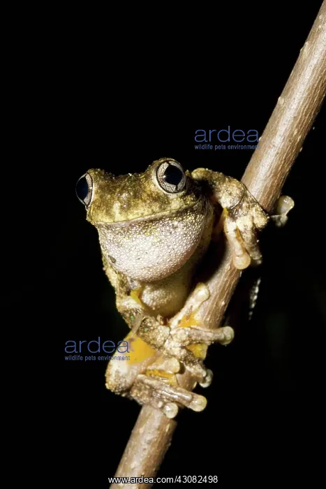 : Emerald-spotted Tree Frog : Emerald-spotted Tree Frog