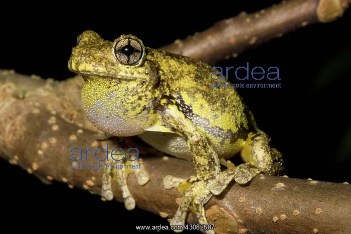 : Emerald-spotted Tree Frog : Emerald-spotted Tree Frog