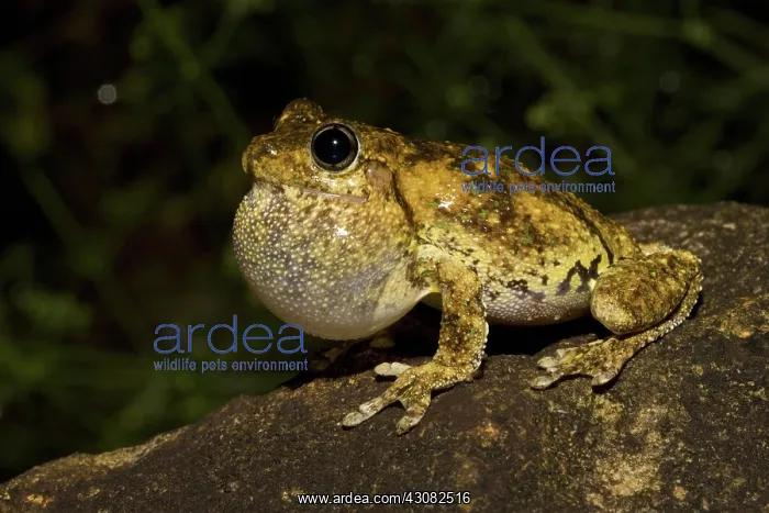  : Emerald-spotted Tree Frog